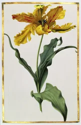 Tulpe, ca. 1675